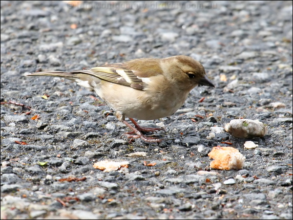 Common Chaffinch eurasian_chaffinch_51565.psd
