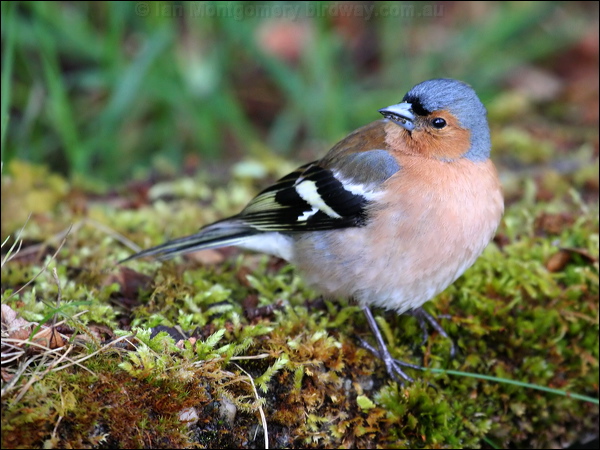 Common Chaffinch eurasian_chaffinch_51587.psd