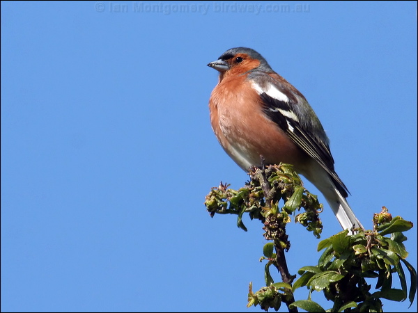Common Chaffinch eurasian_chaffinch_54502.psd