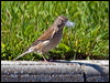 eurasian_linnet_144964