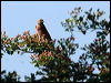 eurasian_linnet_54492