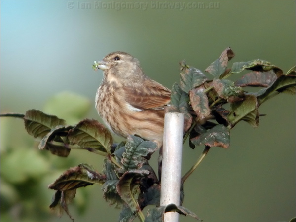 Common Linnet eurasian_linnet_05448.psd