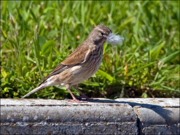 Common Linnet eurasian_linnet_144964.psd