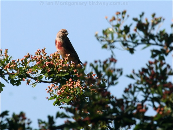 Common Linnet eurasian_linnet_54492.psd