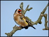 european_goldfinch_06029