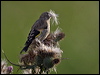 european_goldfinch_19616