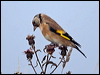 european_goldfinch_19813