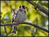 european_goldfinch_51494