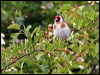 european_goldfinch_52839