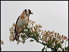 european_goldfinch_52844
