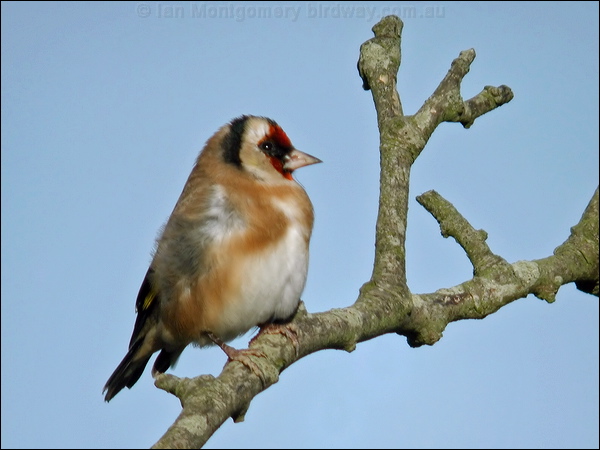 European Goldfinch european_goldfinch_06024.psd
