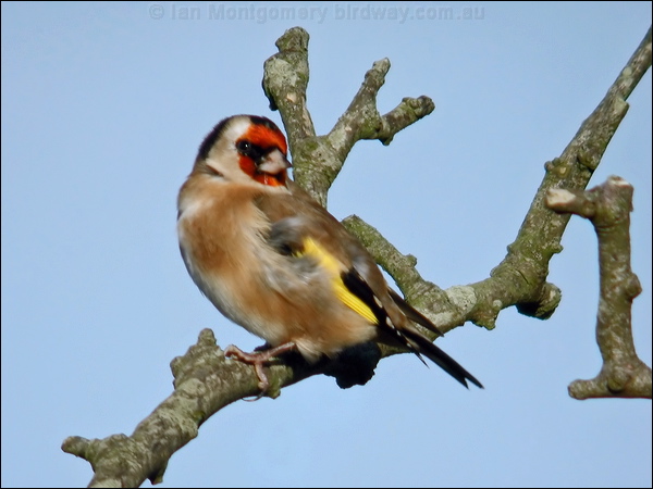 European Goldfinch european_goldfinch_06029.psd
