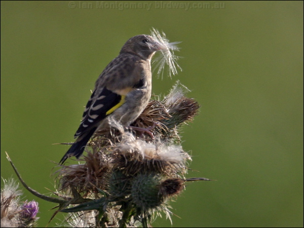 European Goldfinch european_goldfinch_19616.psd