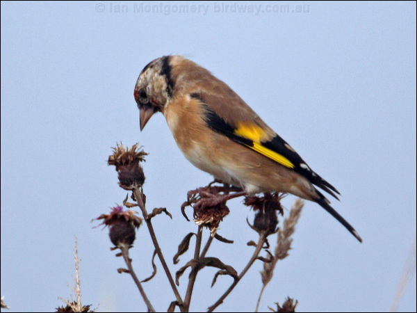 European Goldfinch european_goldfinch_19813.psd