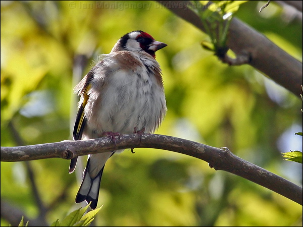 European Goldfinch european_goldfinch_51494.psd