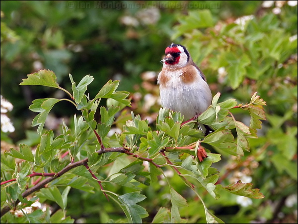 European Goldfinch european_goldfinch_52839.psd