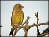 european_greenfinch_06020