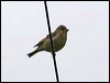 european_greenfinch_51122