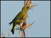 Click here to enter gallery and see photos/pictures/images of of European Greenfinch