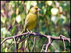 european_greenfinch_54665