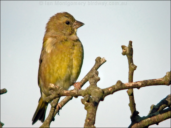European Greenfinch european_greenfinch_06020.psd