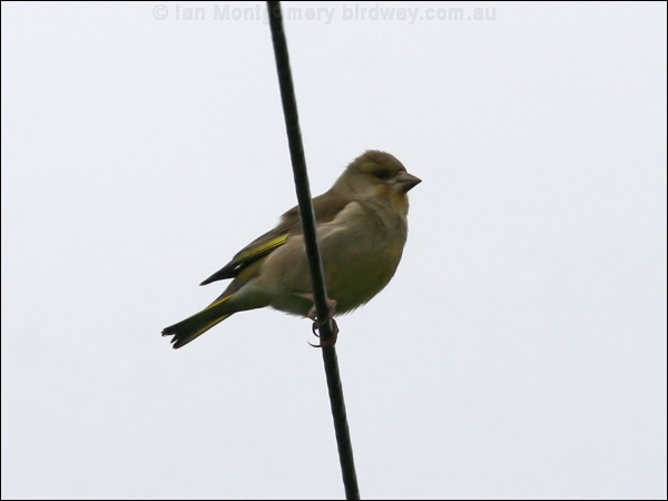 European Greenfinch european_greenfinch_51122.psd