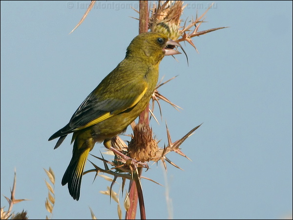 European Greenfinch european_greenfinch_54365.psd