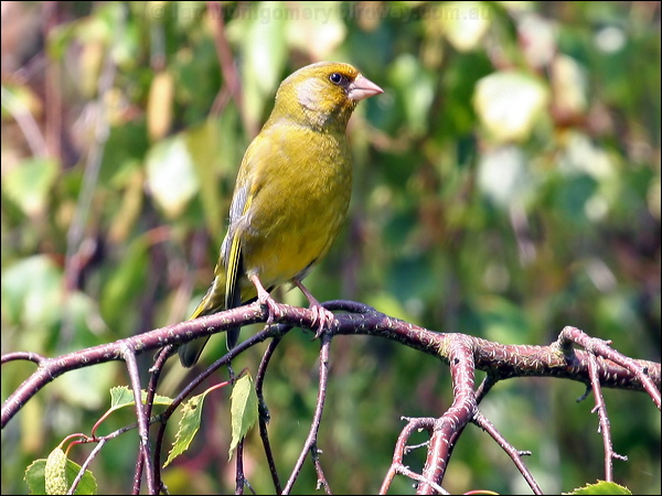 European Greenfinch european_greenfinch_54665.psd