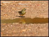 european_serin_53637