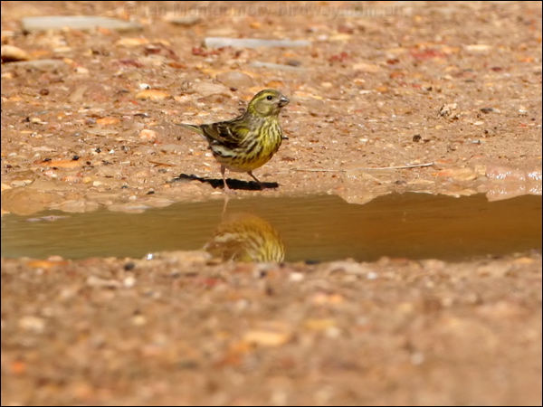 European Serin european_serin_53637.psd