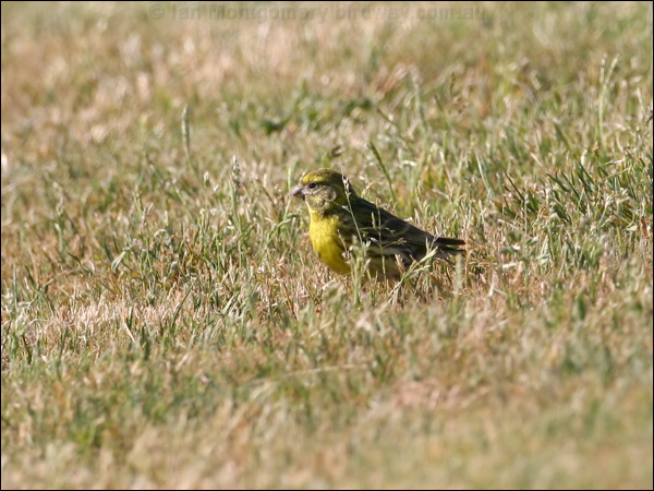 European Serin european_serin_53715.psd