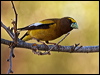 evening_grosbeak_67080