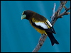 evening_grosbeak_67154
