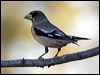 evening_grosbeak_67168
