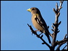 evening_grosbeak_67178