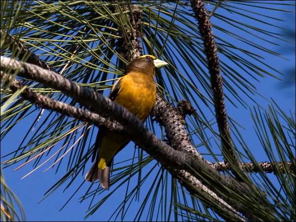 Evening Grosbeak evening_grosbeak_67058.psd