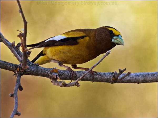 Evening Grosbeak evening_grosbeak_67080.psd