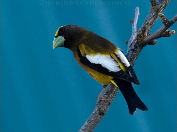 Evening Grosbeak evening_grosbeak_67154.psd