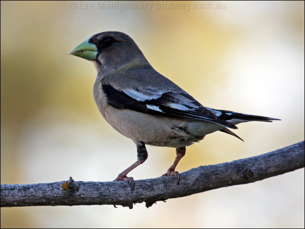 Evening Grosbeak evening_grosbeak_67168.psd