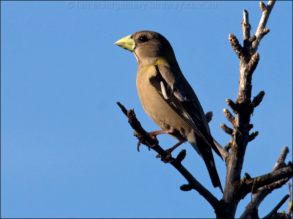 Evening Grosbeak evening_grosbeak_67178.psd