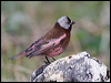 greycrown_rosyfinch_69287