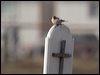 hoary_redpoll_66023