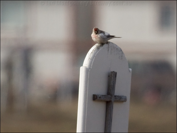 Arctic Redpoll hoary_redpoll_66023.psd