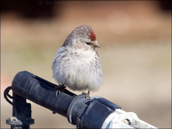 Arctic Redpoll hoary_redpoll_67377.psd