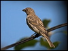 house_finch_106753