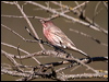 house_finch_109990