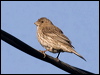 house_finch_65898