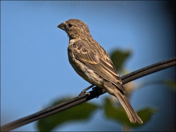 House Finch house_finch_106753.psd