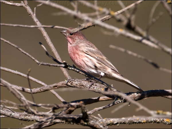 House Finch house_finch_109990.psd