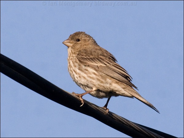House Finch house_finch_65898.jpg